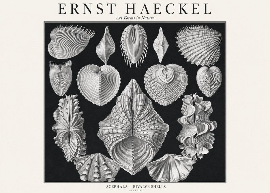 Ernst Haeckel Acephala — Brachiopods Plate 55 — Cytherea. No3 - Plakat