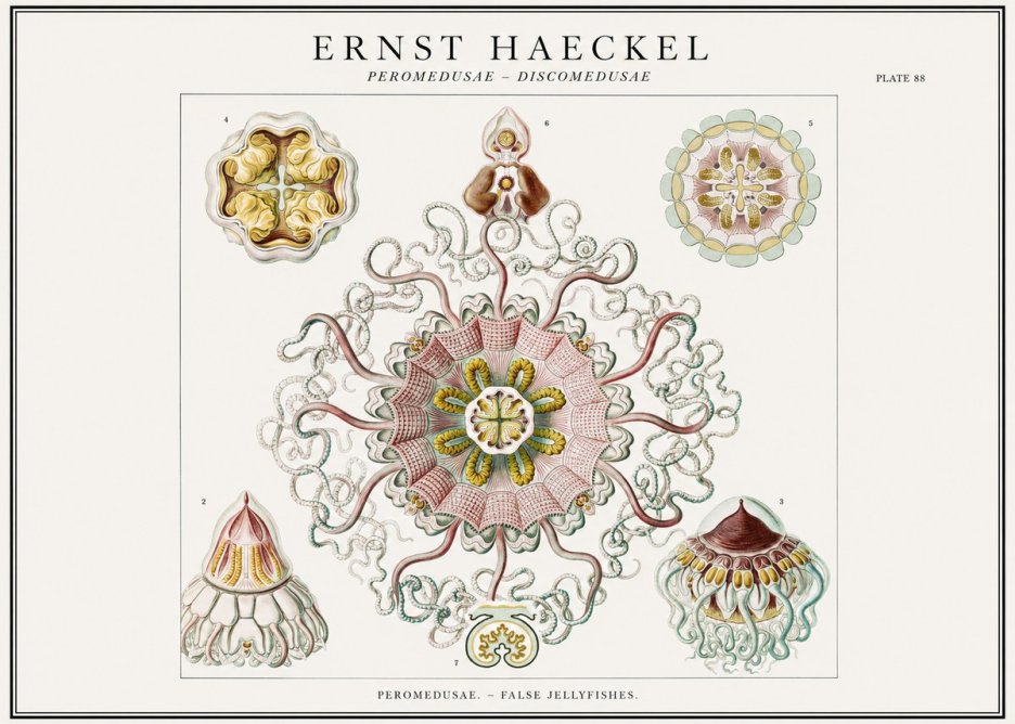 Ernst Haeckel Peromedusae – Discomedusae No1 - Plakat
