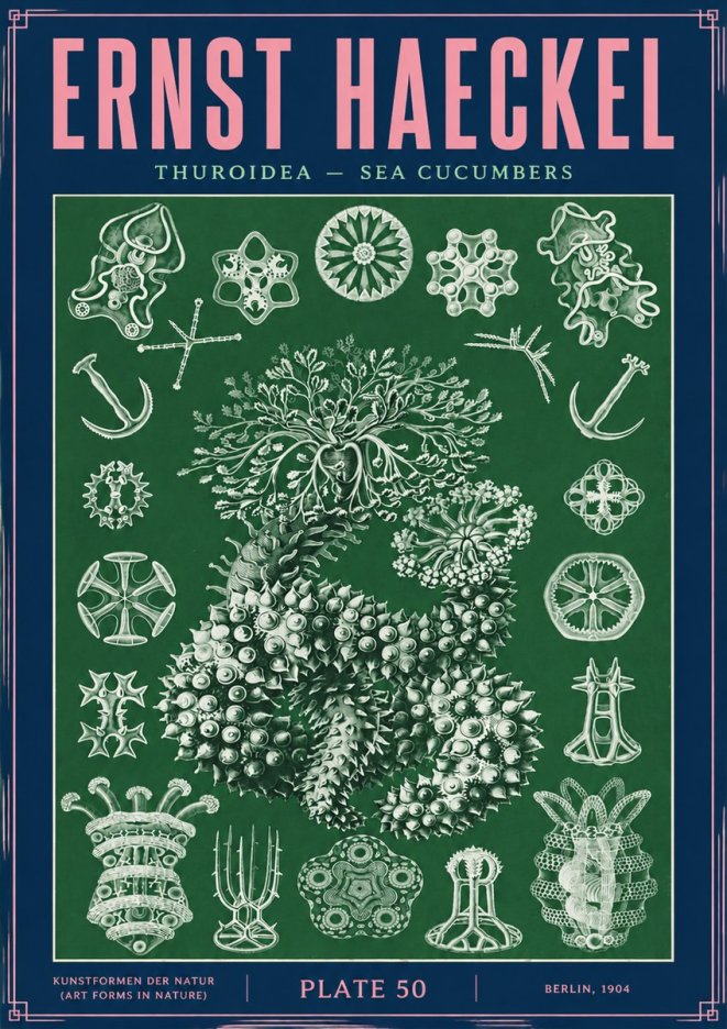 Ernst Haeckel Thuroidea - Sea Organisms No4 - Plakat