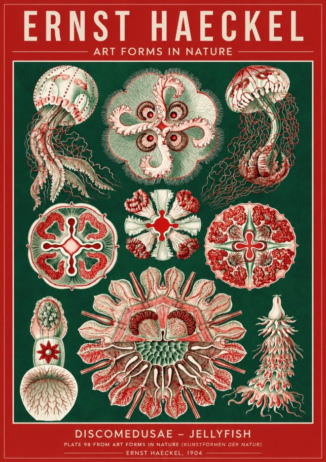 Ernst Haeckel Discomedusae - the Jellyfish No4 - Plakat