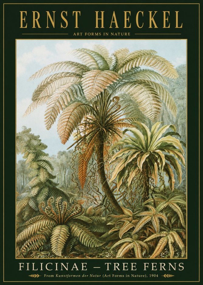Ernst Haeckel Filicinae – Tree Ferns No2 - Plakat