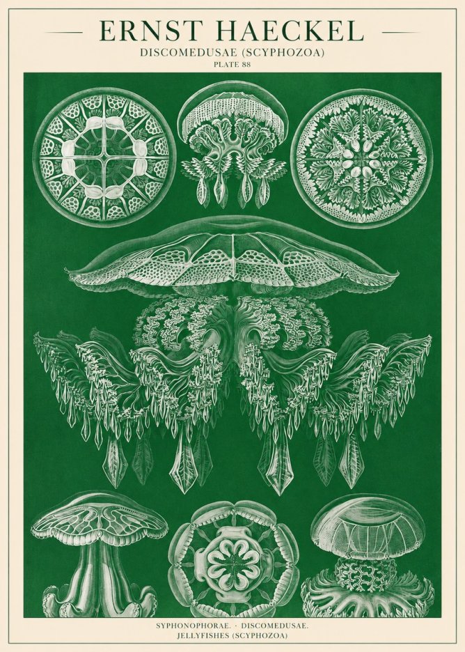 Ernst Haeckel Discomedusae (Scyphozoa) Plate 88 No1 - Plakat
