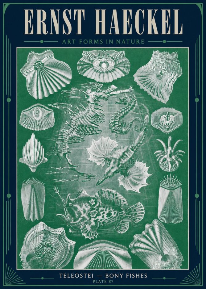 Ernst Haeckel Teleostei - Bony Fishes No4 - Plakat