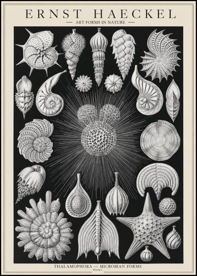 Ernst Haeckel Thalamophora - Microbian Forms - Plate 2 No1 - Plakat