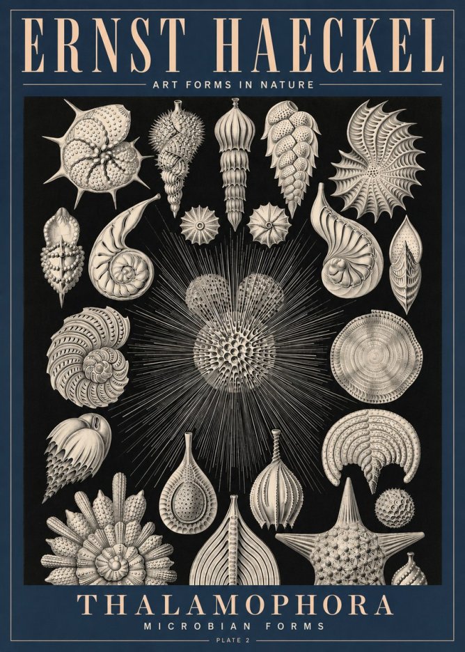 Ernst Haeckel Thalamophora - Microbian Forms - Plate 2 No4 - Plakat