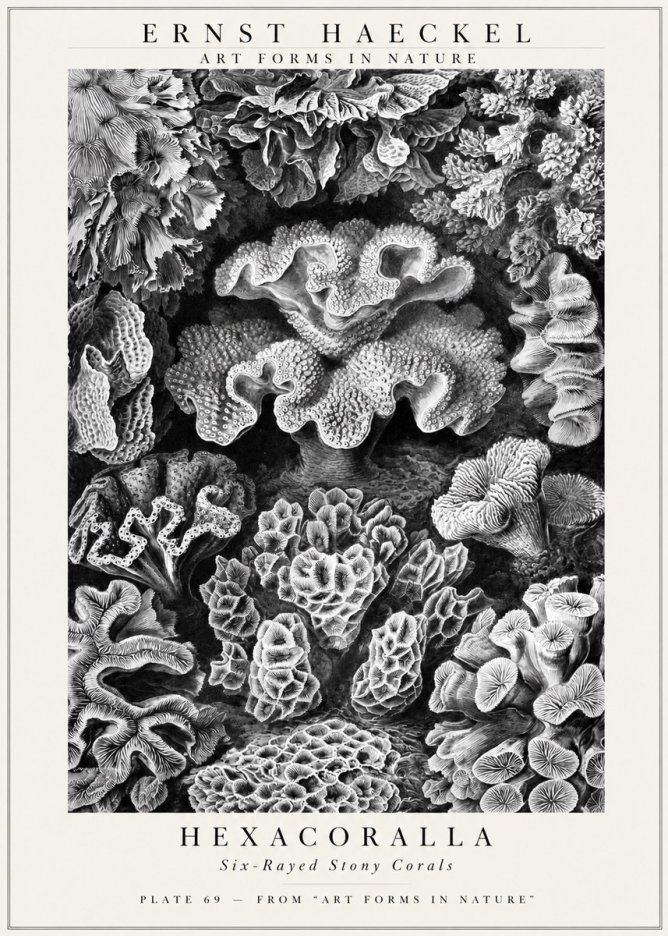 Ernst Haeckel Hexacorallia No3 - Plakat