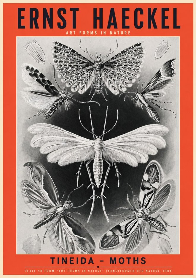 Ernst Haeckel Tineida - Moths No3 - Plakat