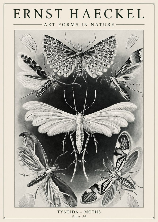 Ernst Haeckel Tineida - Moths No6 - Plakat