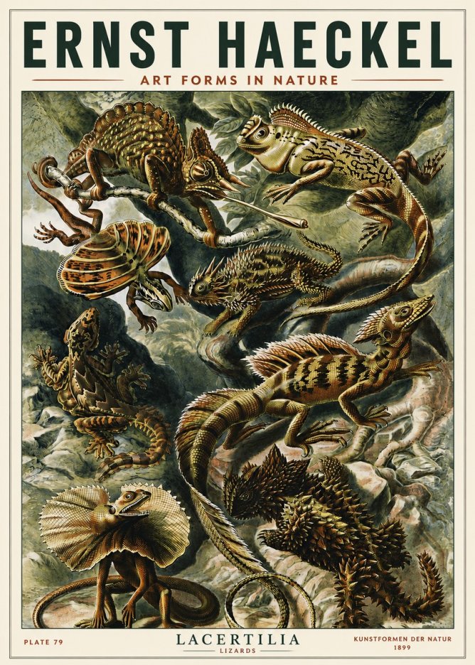 Ernst Haeckel Lacertilia Lizards No5 - Plakat