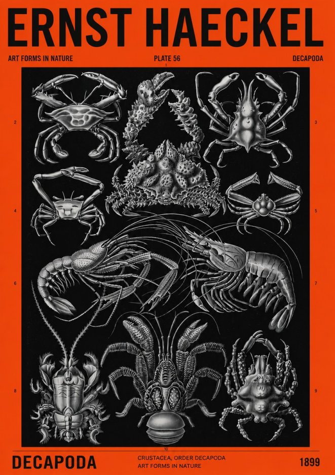 Ernst Haeckel Decapoda Brachyura and Macrura Plate 86 No4 - Plakat
