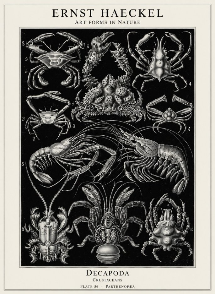 Ernst Haeckel Decapoda Brachyura and Macrura Plate 86 No5 - Plakat