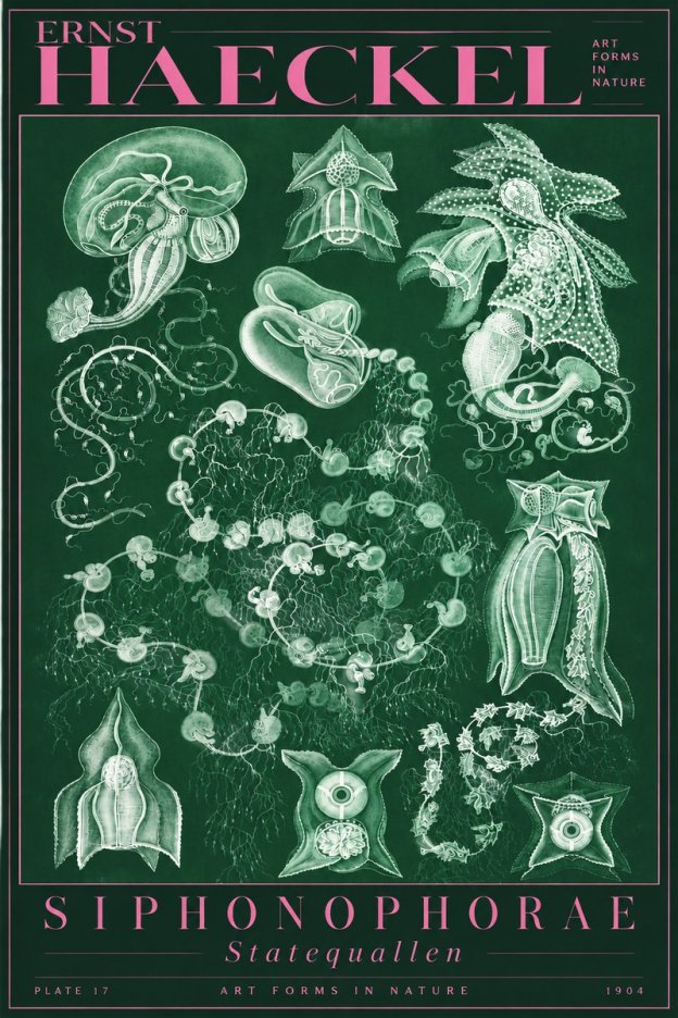 Ernst Haeckel Siphonophorae. — Statequallen. Plate 17 No5 - Plakat