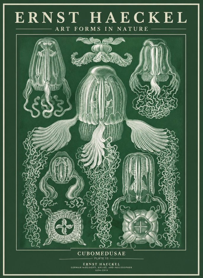Ernst Haeckel Cubomedusae No3 - Plakat
