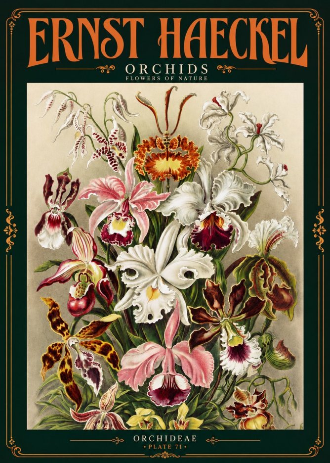 Ernst Haeckel Orchids No4 - Plakat
