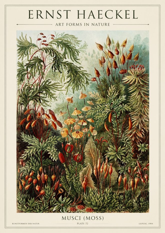 Ernst Haeckel Musci (Moss) No1 - Plakat