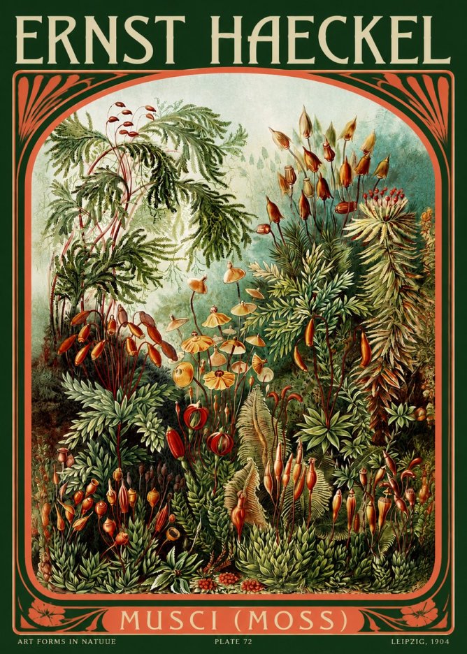Ernst Haeckel Musci (Moss) No2 - Plakat