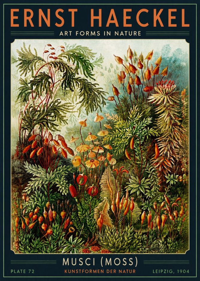 Ernst Haeckel Musci (Moss) No5 - Plakat