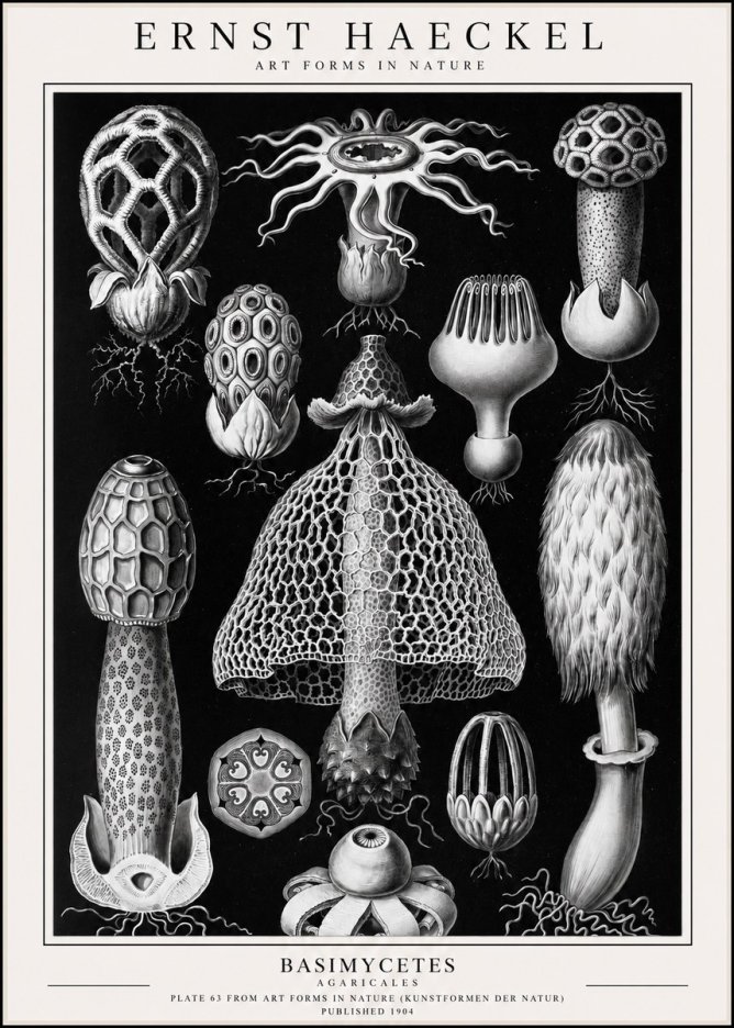 Ernst Haeckel Basimycetes Agaricales No1 - Plakat
