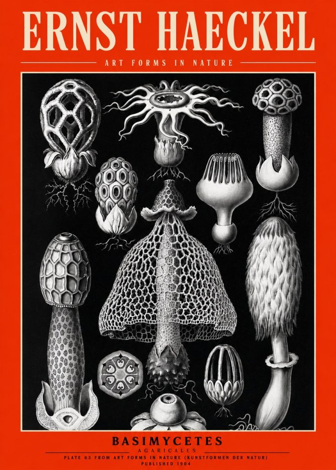 Ernst Haeckel Basimycetes Agaricales No2 - Plakat
