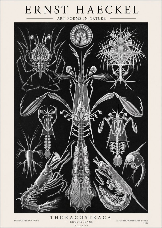 Ernst Haeckel Thoraocostraca - Crustaceans - Plate 76 No1 - Plakat
