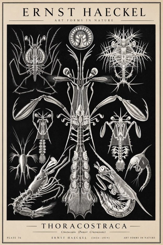 Ernst Haeckel Thoraocostraca - Crustaceans - Plate 76 No2 - Plakat