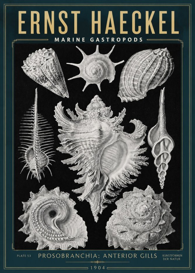 Ernst Haeckel Prosobranchia - Marine Gastropods No3 - Plakat