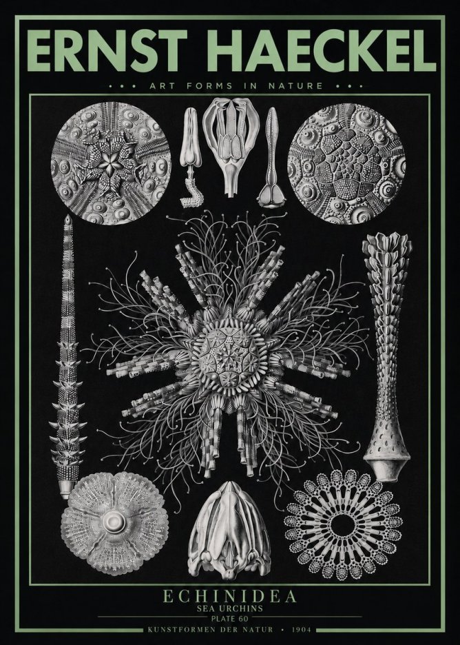 Ernst Haeckel Echinidea Sea Urchins No3 - Plakat