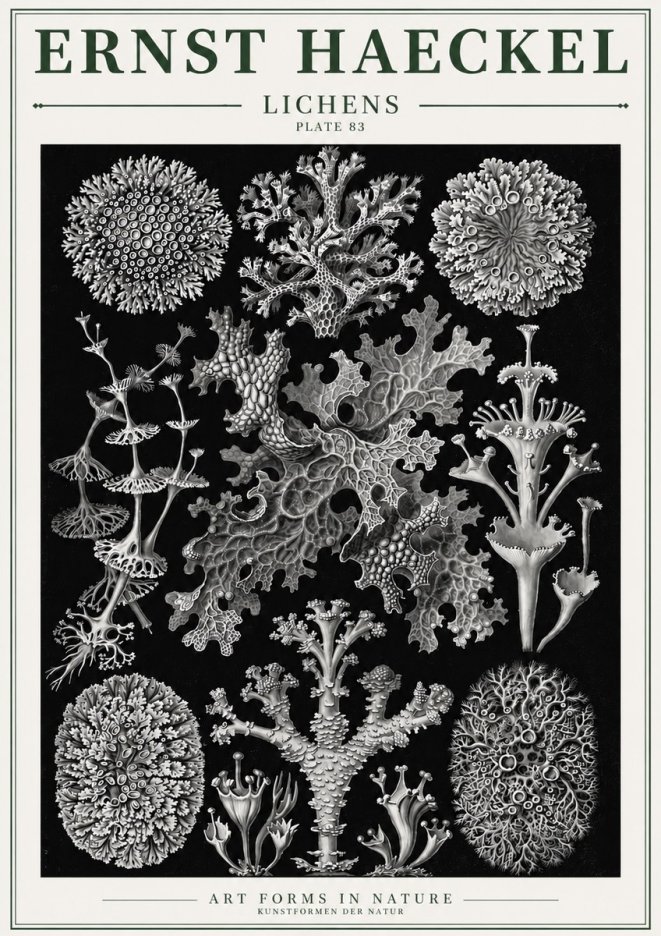 Ernst Haeckel Lichens - Plate 83 No3 - Plakat