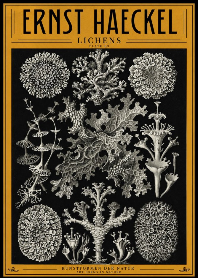 Ernst Haeckel Lichens - Plate 83 No4 - Plakat