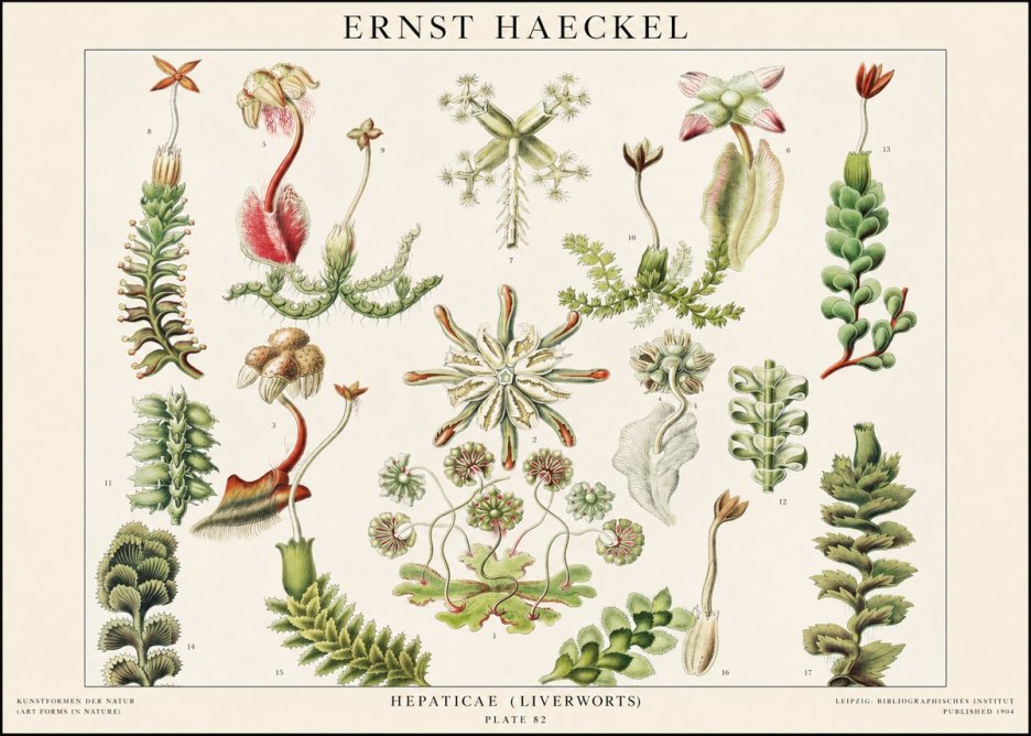 Ernst Haeckel Hepaticae (Liverworts) - Plate 82 No1 - Plakat