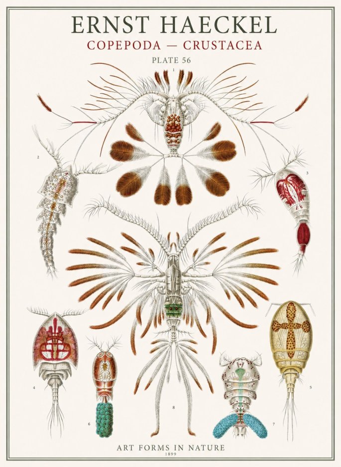 Ernst Haeckel Copepoda — Crustacea Plate 56 No1 - Plakat