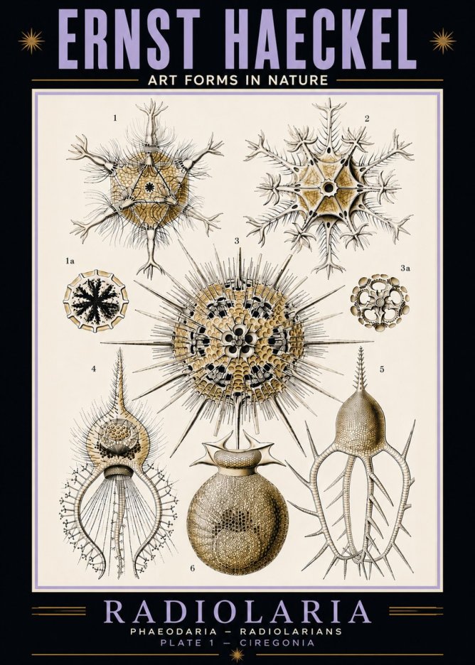 Ernst Haeckel Radiolaria - Plate 1 - Ciregonia No5 - Plakat
