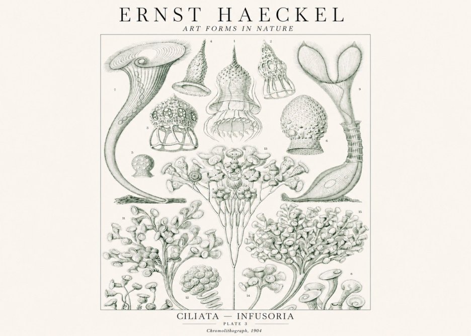 Ernst Haeckel Ciliata - Infusoria - Plate 3 No1 - Plakat
