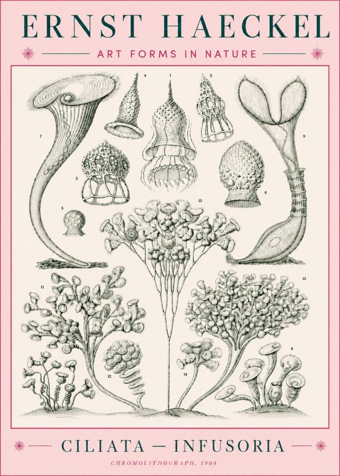 Ernst Haeckel Ciliata - Infusoria - Plate 3 No5 - Plakat