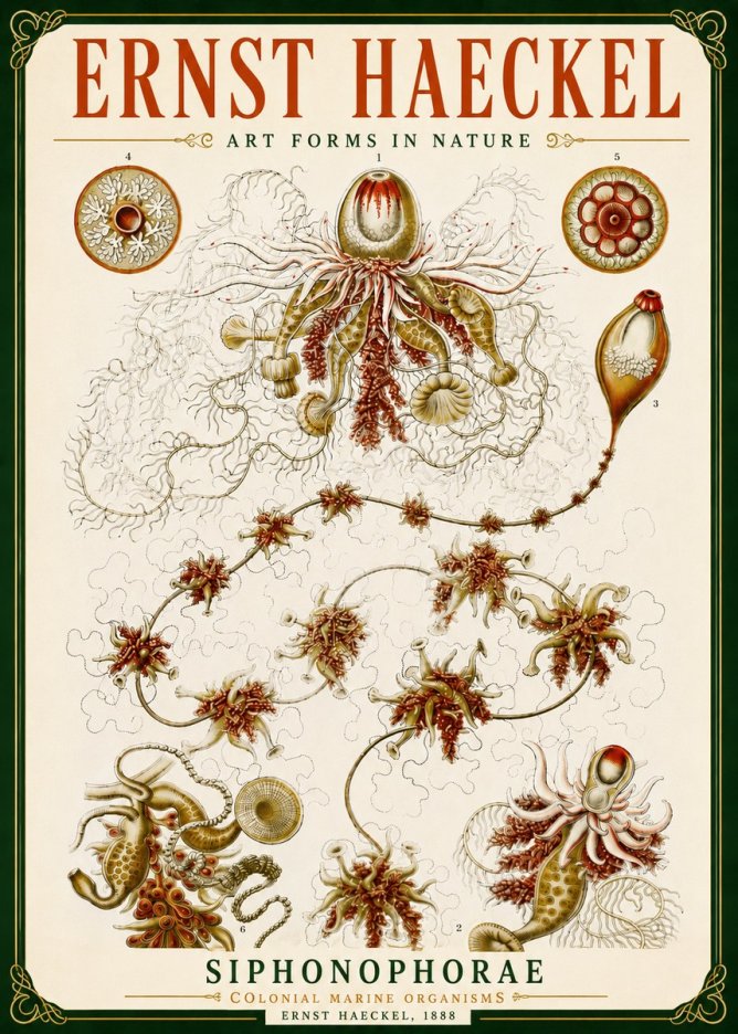 Ernst Haeckel Siphonophorae No5 - Plakat