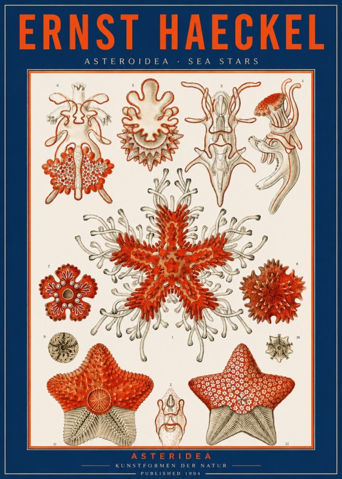Ernst Haeckel Asteroidea. Sea Stars No2 - Plakat