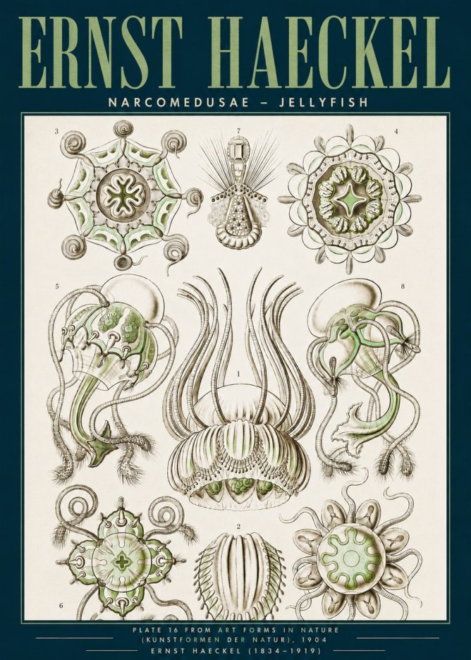Ernst Haeckel Narcomedusae - Jellyfish No3 - Plakat
