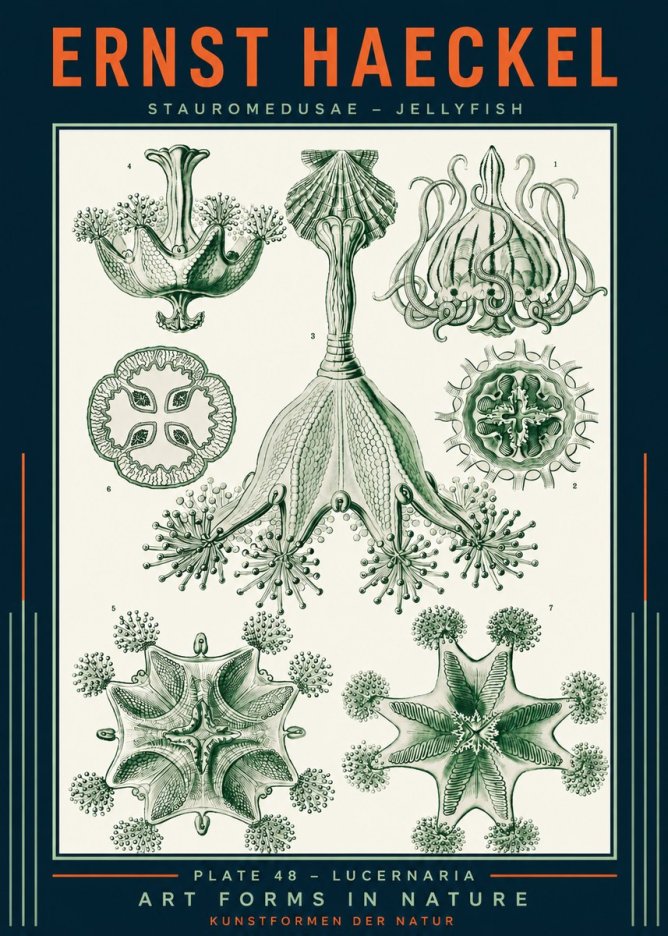 Ernst Haeckel Stauromedusae – Jellyfish No2 - Plakat