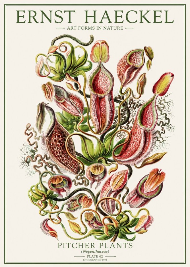 Ernst Haeckel Pitcher Plants No1 - Plakat