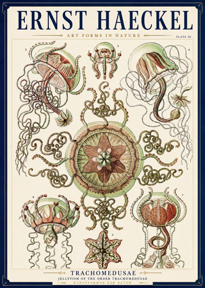 Ernst Haeckel Trachomedusae No3 - Plakat