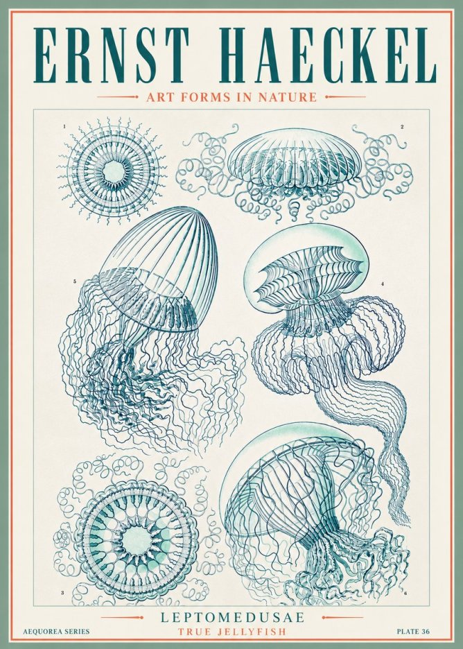 Ernst Haeckel Leptomedusae True Jellyfish No3 - Plakat