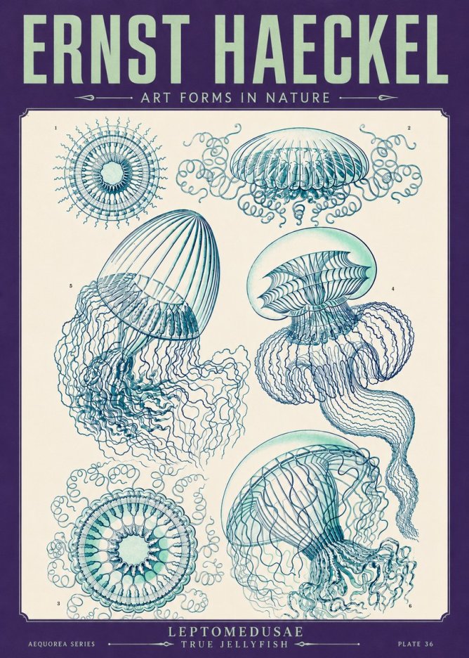 Ernst Haeckel Leptomedusae True Jellyfish No4 - Plakat