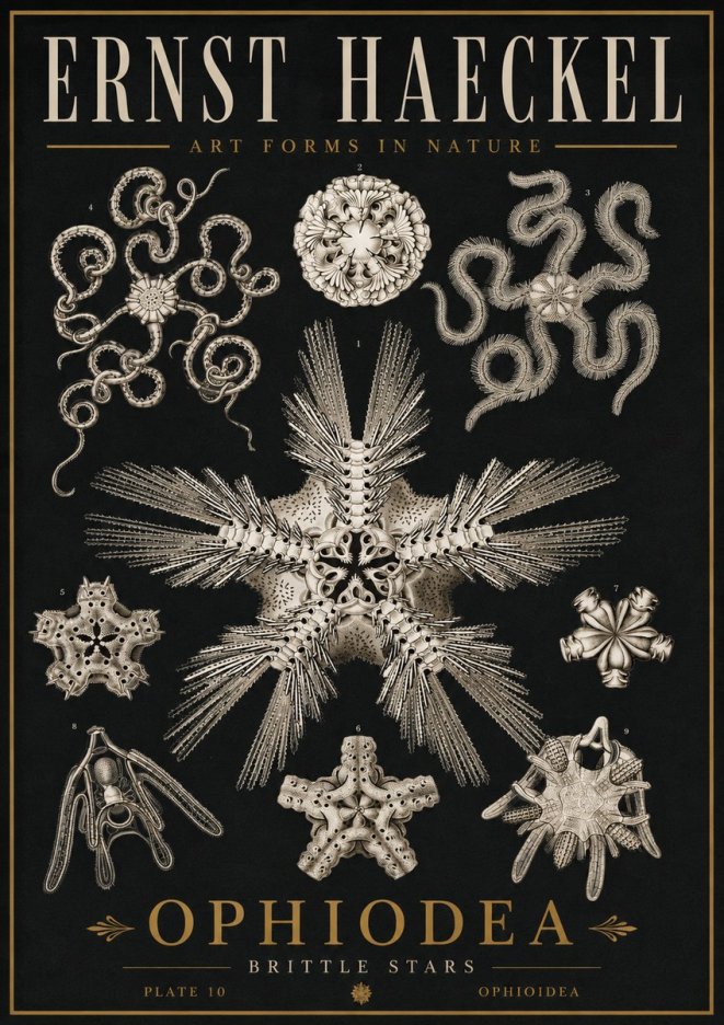 Ernst Haeckel Ophiodea - Brittle Stars I No5 - Plakat