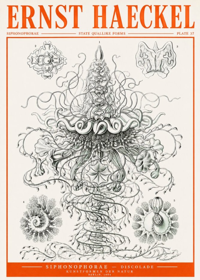 Ernst Haeckel Siphonophorae – State Quallike Forms No2 - Plakat