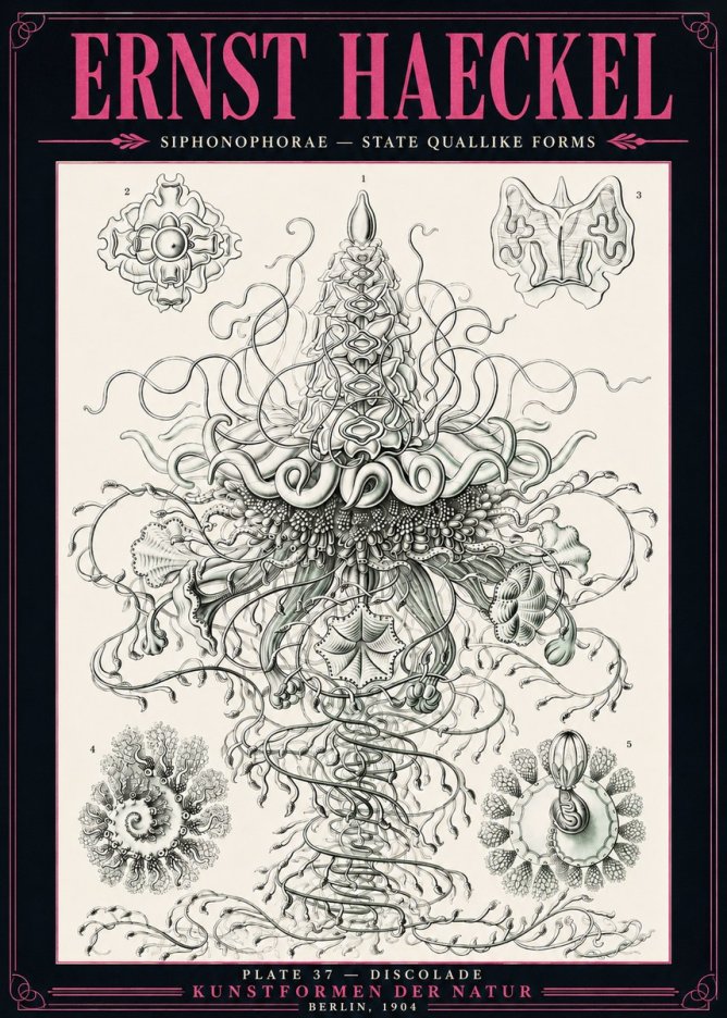 Ernst Haeckel Siphonophorae – State Quallike Forms No3 - Plakat