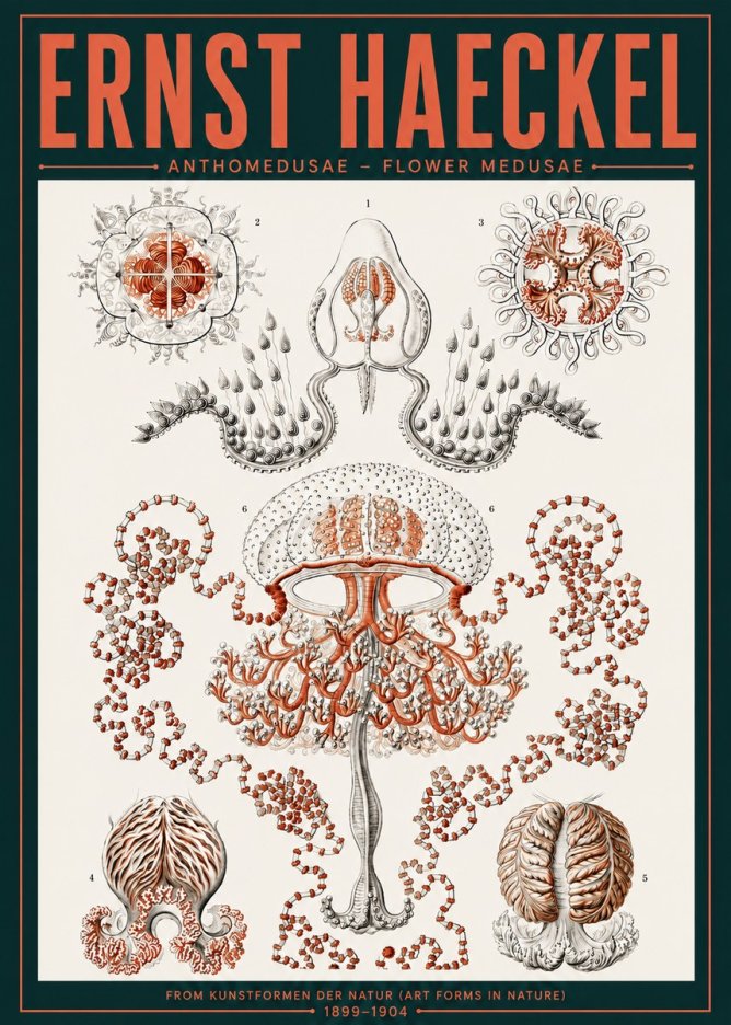 Ernst Haeckel Anthomedusae. Flower Medusae. No6 - Plakat