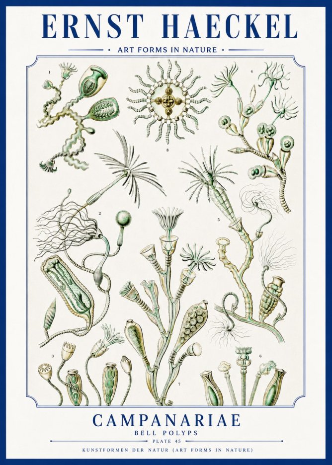 Ernst Haeckel Campanariae – Bell Polyps No3 - Plakat