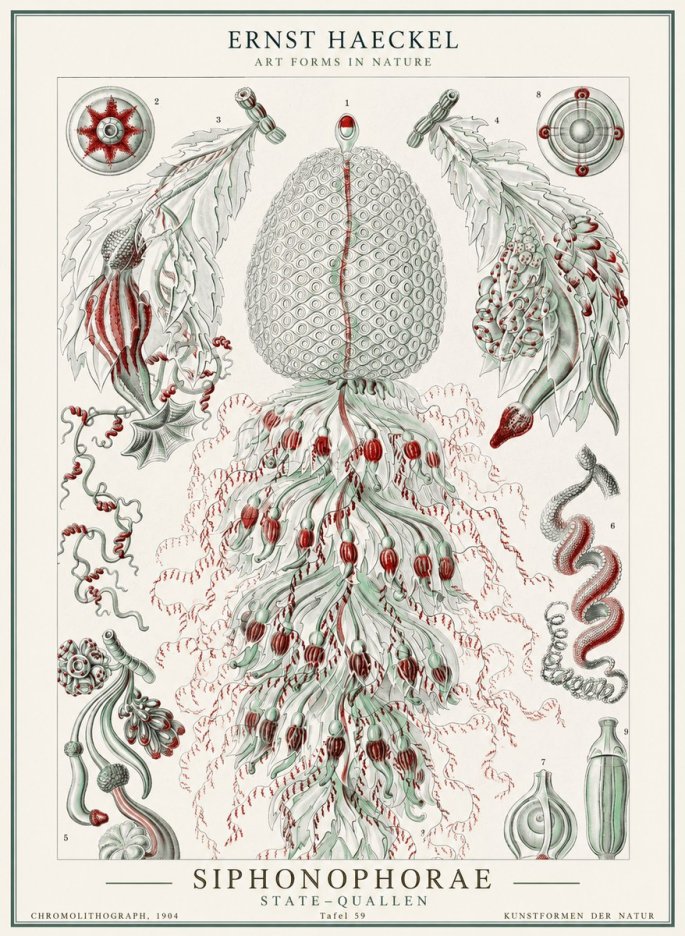 Ernst Haeckel Siphonophorae - State Colonies No2 - Plakat
