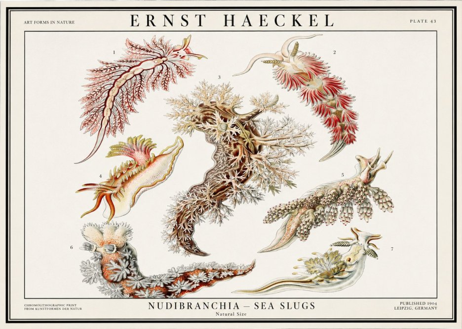 Ernst Haeckel Nudibranchia – Sea Slugs No1 - Plakat