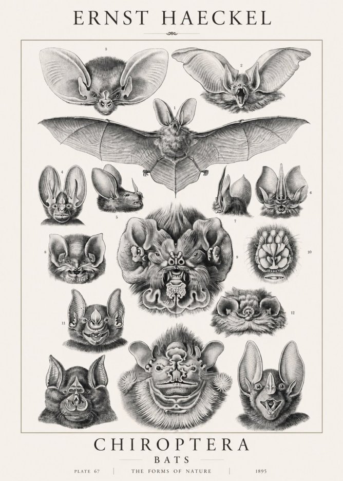 Ernst Haeckel Chiroptera Bats No1 - Plakat